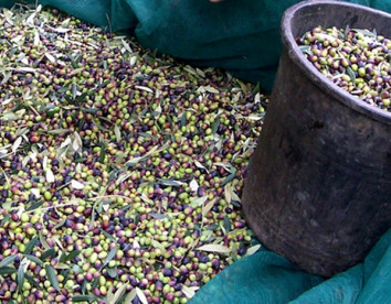 Montevergine